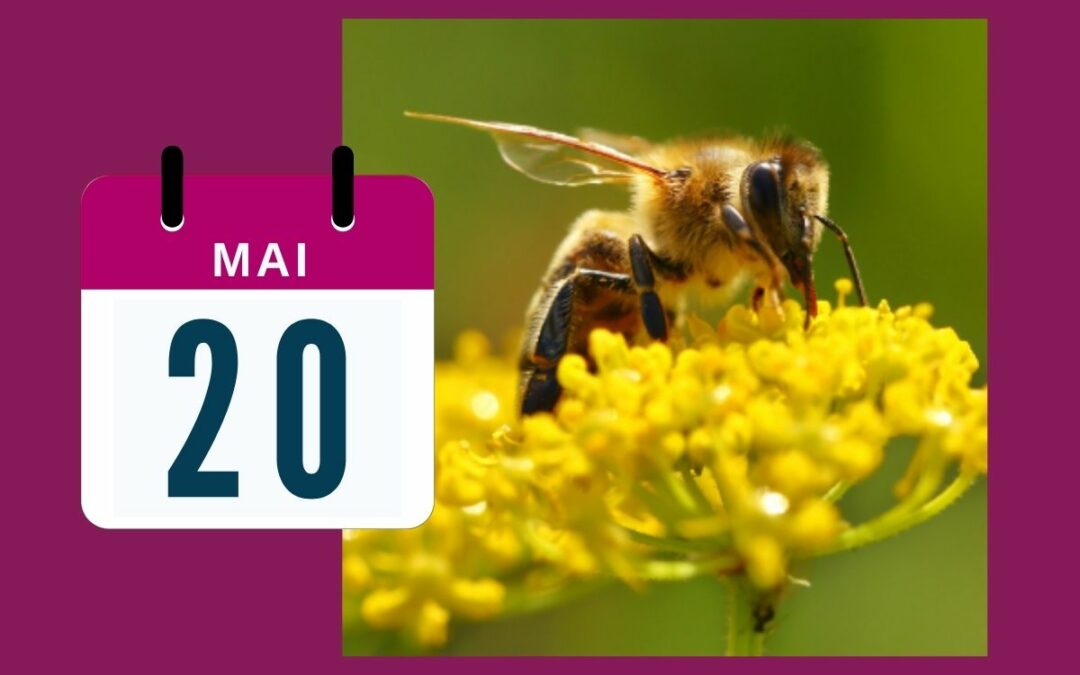 Journée mondiale des abeilles : la ruche de Julien continue de bourdonner grâce au parrainage de S-PACE 🐝
