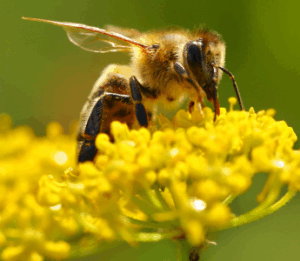 un toit pour les abeilles