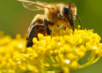 Journée mondiale des abeilles : chez S-PACE, être connecté au vivant, c’est aussi parrainer une ruche 🐝